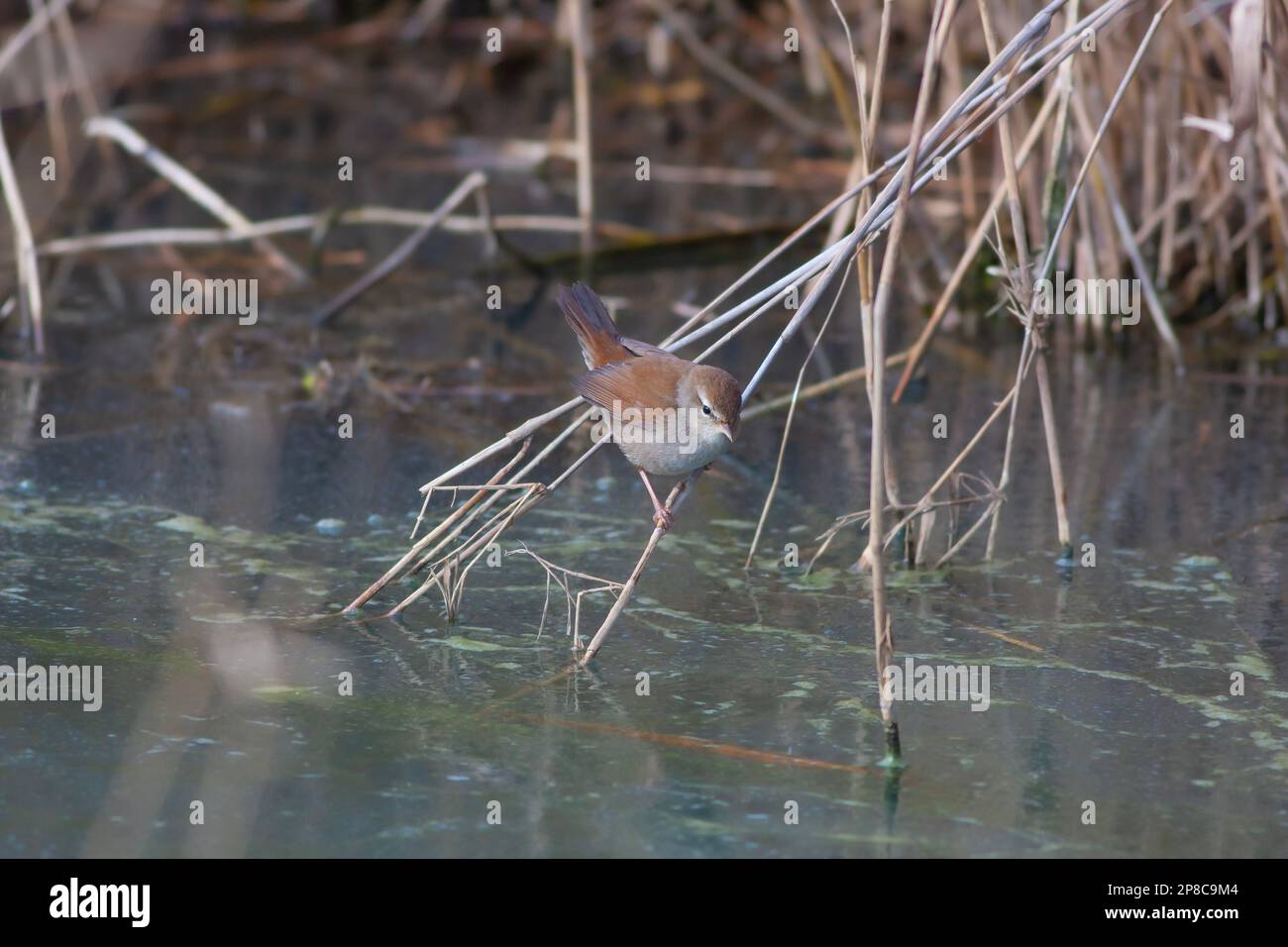 Little bird looking for food in the swamp, Savi`s Warbler, Locustella luscinioides Stock Photo